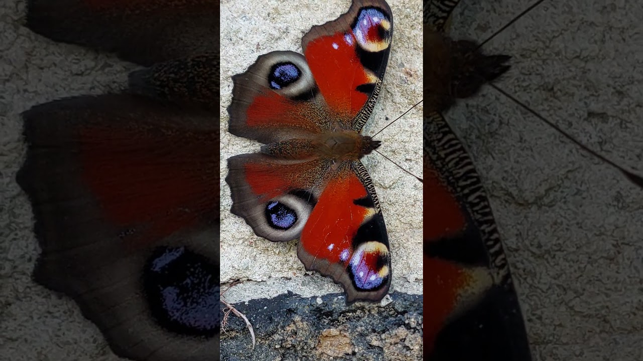 Beautiful Butterfly Close-up 🦋 | 