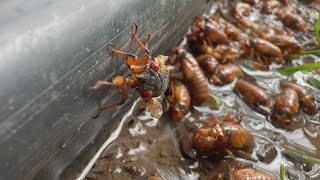 New video shows cicadas reemerging in St. Louis County