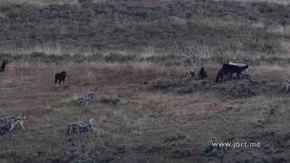 Wapiti Lake wolf pack in Yellowstone part 2