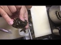 ナマコの調理の仕方 / How to cook sea cucumber.