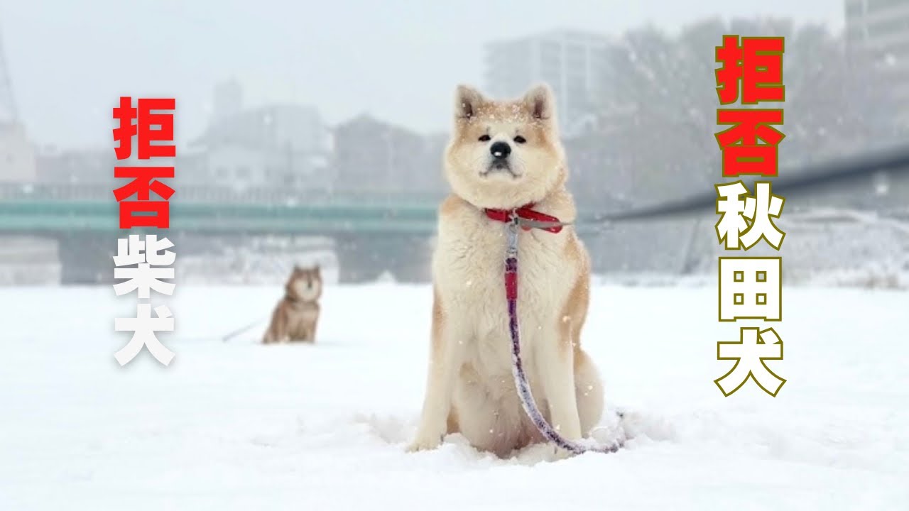 秋田犬ともぐら家族　拒否柴vs拒否秋田！令和の頑固もの対決が開幕