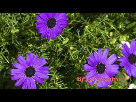 ვიდეო: გედების მდინარე გვირილის ყვავილები: როგორ გავზარდოთ გედების მდინარე გვირილები ბაღში