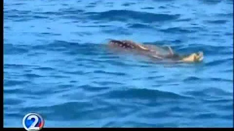 Good Samaritans save deer stranded in waters off Maui