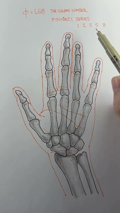 You have the Fibonacci Series in your hand. #goldennumber