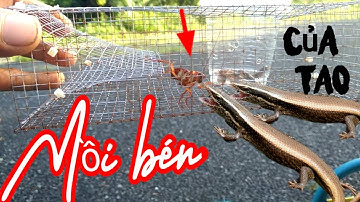 Chia sẻ mồi đặt bẫy rắn mối,,&,, hướng dẫn cách đặt bẫy sao cho hiệu quả nhất có thể.