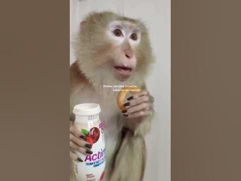 Глупый рапик - YouTube