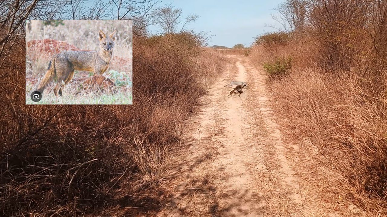 Fui atrás de manga com os cães e vi uma raposa 🦊 