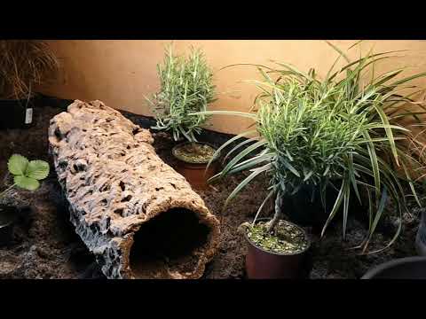 Natrix natrix terrarium