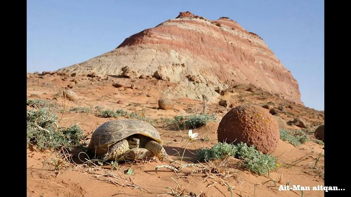 Интернетте тайпалық порно көру