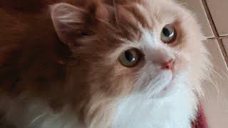 Mimi cat life by Cat life 284 views 1 month ago 1 minute, 19 seconds