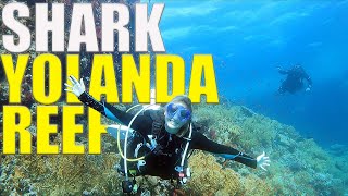 Our Favourite Reef Dive IN THE WORLD!! - Shark & Yolanda Reef In Egypt