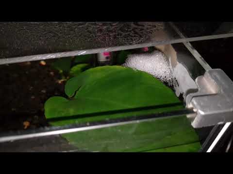 Male Veiltail Betta