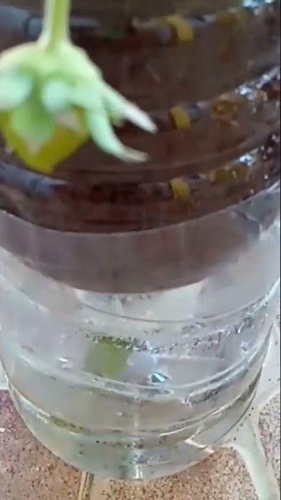 strawberry hidroponik sistem sumbu( wick system)