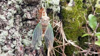 Cicada molting time lapse - female [HD]