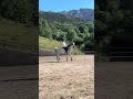 ¿Entrenamos? Cómodo y sus habilidades. 🐴‼️👀
