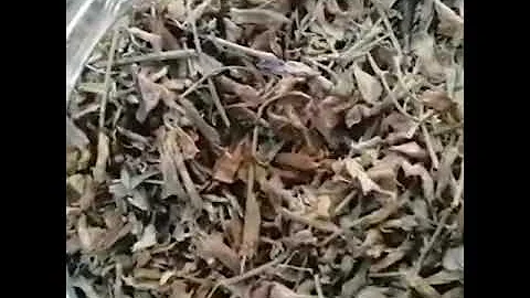 تحميل عشبة ساق الحمام mp4 mp3
