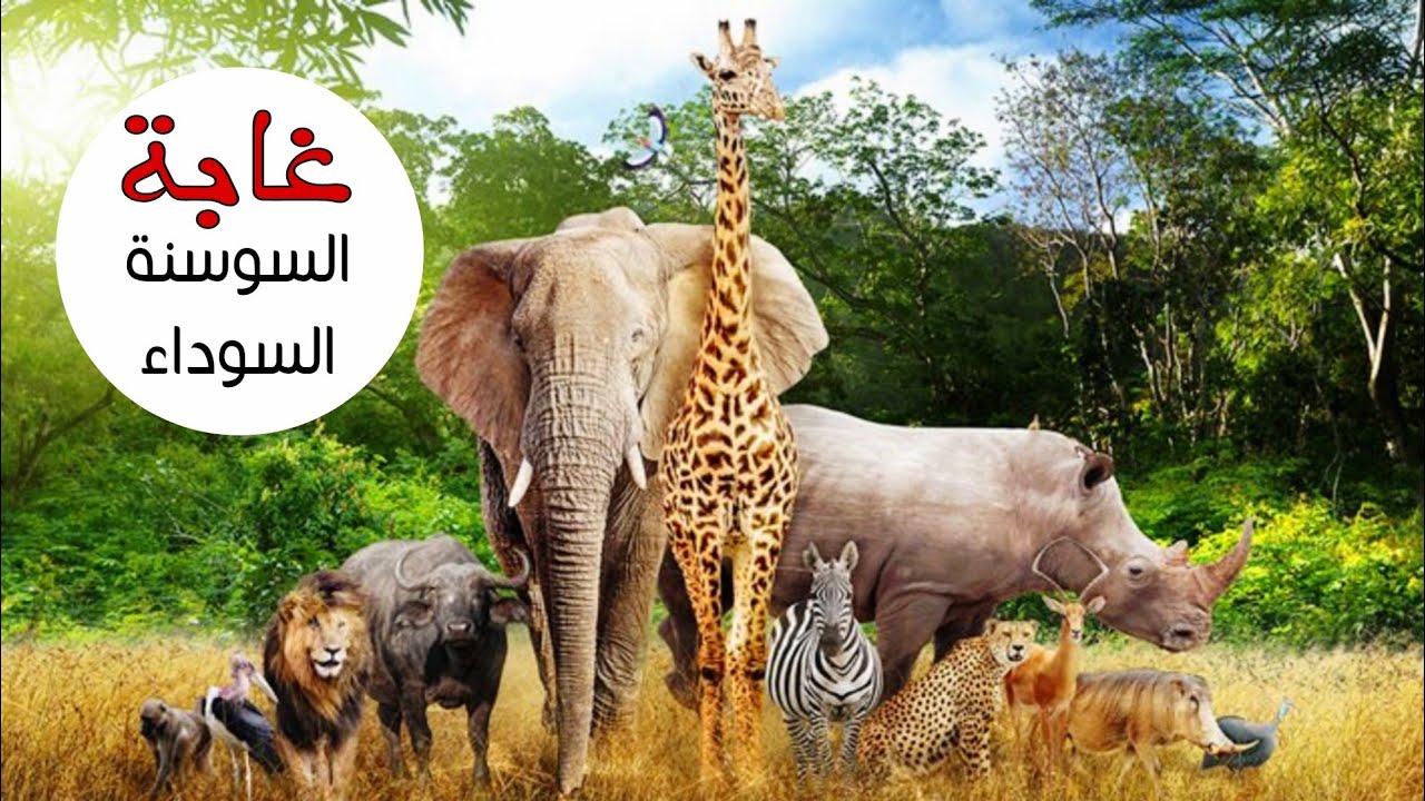 جولة في مزرعة السوسنة السوداء في مأدبا الأردن