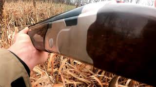 Pepper The Pointer - New Years Day Pheasant Hunt With Eight Month Old German Shorthaired Pointer. by Tekhed454 69 views 3 years ago 46 seconds