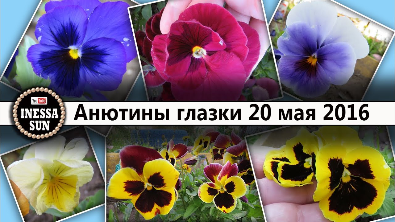 Анютины глазки — выращивание из семян с фото и видео Анютины глазки — выращивание из семян с фото и видео