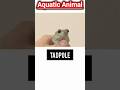 ✨ Learn Aquatic Animal Baby Name In ENGLISH 😁| Learn English Vocabulary| #shorts #englishlearning