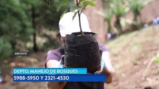 INAB habilitó una plataforma digital para gestionar licencias de aprovechamiento forestal