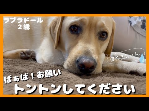 【ラブラドールレトリーバー】ばぁばお願いしますっ！トントンしてください　寝ぐずりする大型犬２歳