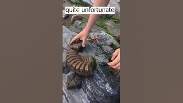 Found a giant ammonites fossil #fossils #rock #mining #shorts