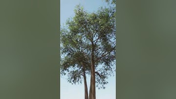 My speedtree models + UE5  -  The Sunny Day short video