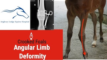 Does my foal need a screw? Crooked foal or Angular limb deformity in foals!