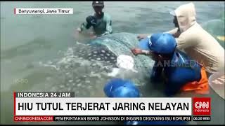 Hiu Tutul Terjerat Jaring Nelayan | REDAKSI PAGI (08/11/21)