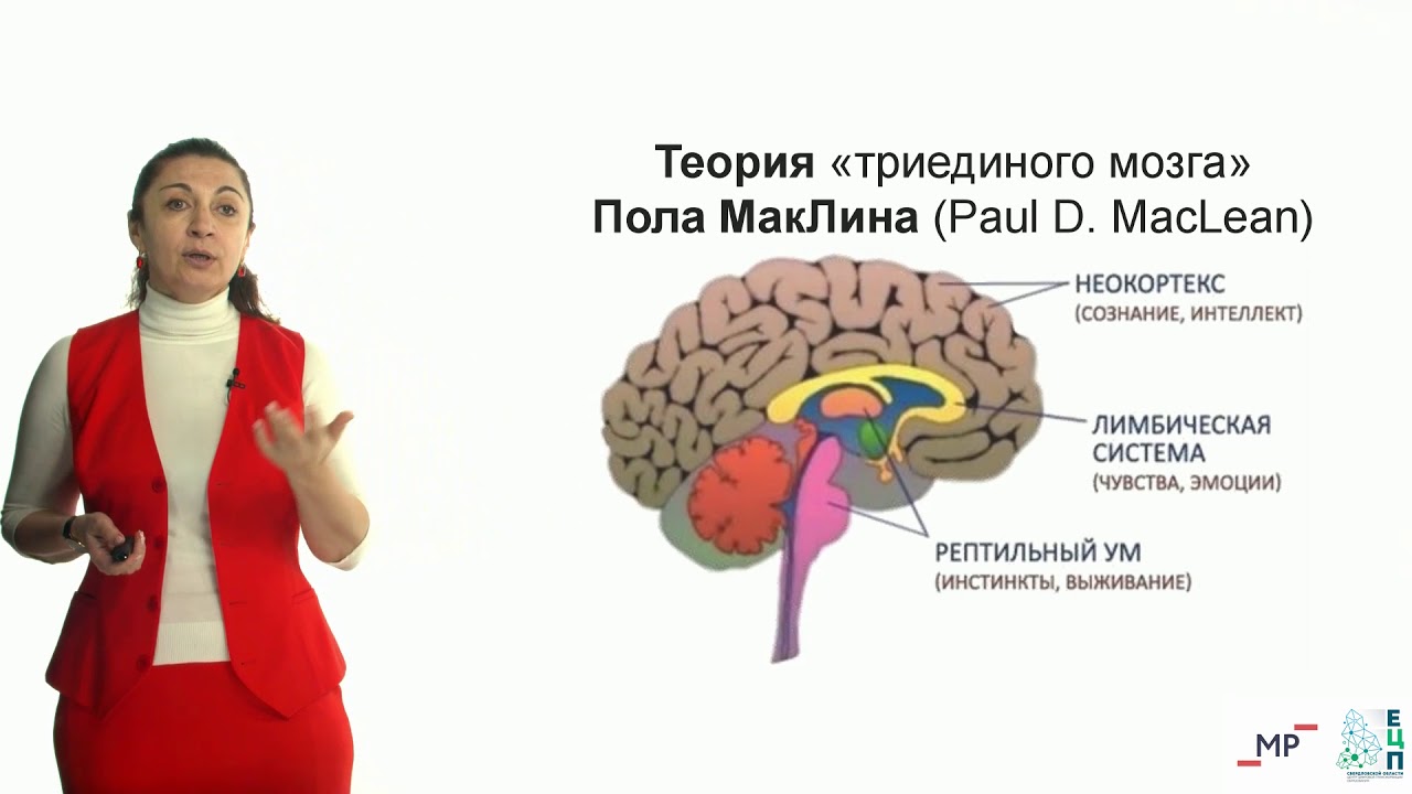 Paul brain. Триединый мозг. Триединая модель мозга. Мозг неокортекс. Рептильная часть мозга человека.