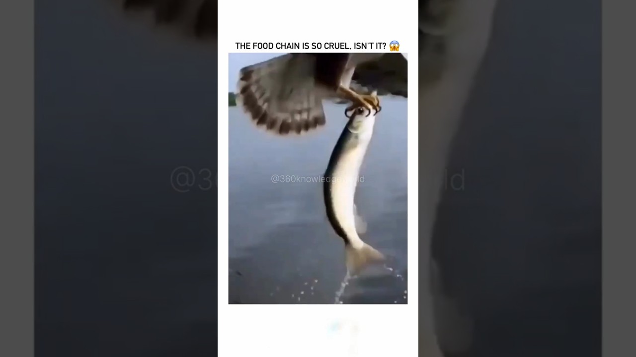 The food chain is so deadly! isn't it?#reality #real