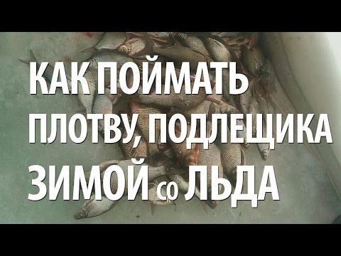 руководство по ловле плотвы в зимнее время со льда