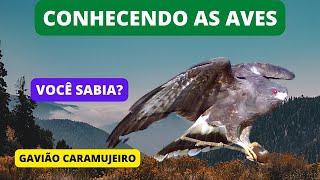 Curiosidades Sobre o GAVIÃO-CARAMUJEIRO - Snail Kite - Brazilian Birds Singing