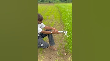 🌿🌾🌱wait for et #shortvideo #reels #instagram #trending #tiktok #new #kisan #editing#roots #kisan￼