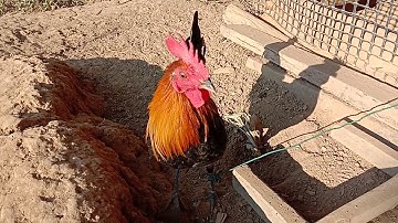 Me nyuam qaib dib thiab qaib qus