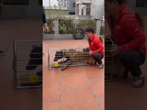 Puppy Labrador Bulldog Doglife Mastiff Goldenret Funny Goldenretreivers Physiotherapy Pets