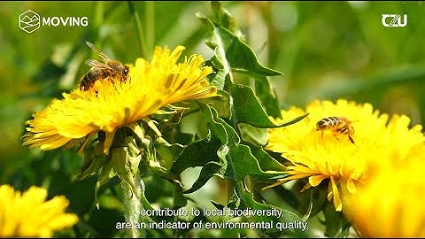 16. Vulnerability and resilience of the bio-honey value chain | Slovak Carpathian mountains (SK)