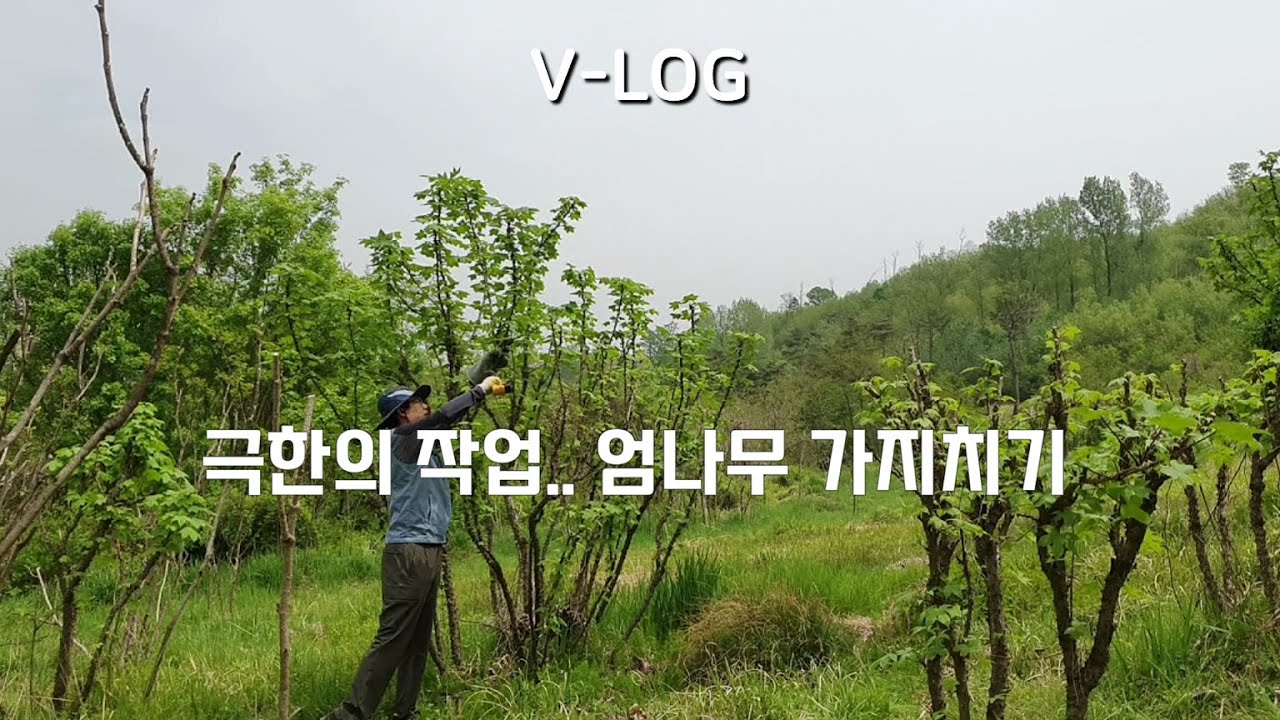 [ 노동 V-LOG ] 극한의 작업.. 엄나무 가지치기