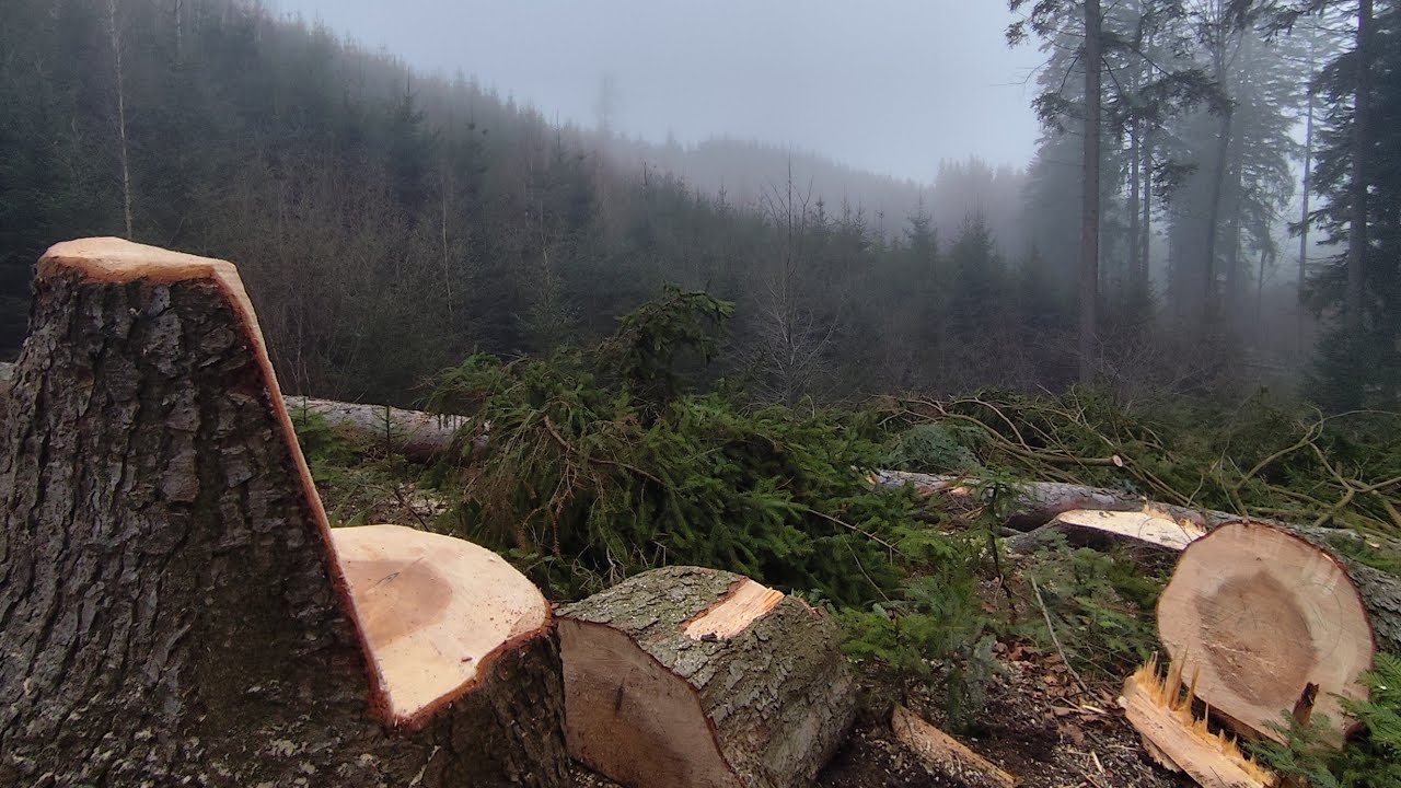 Neco málo mezi svátky,🌲🪵🪓🤗599-2025