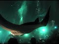 Mantas at Night Hawaii Big Island