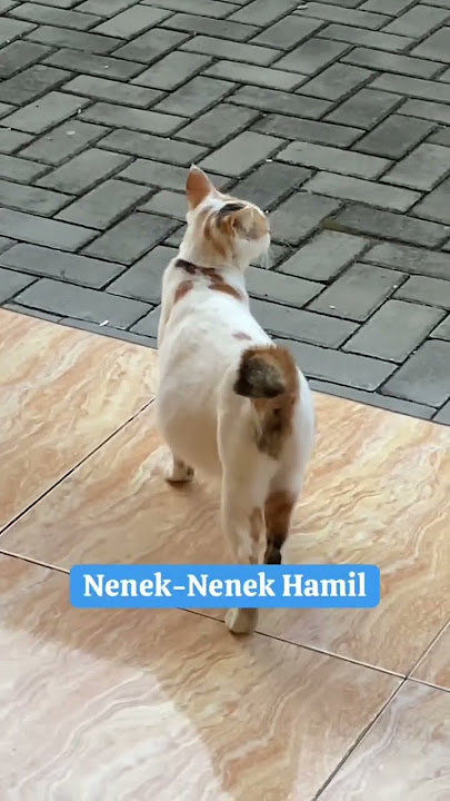 Jalannya gondal gandul #kucing #cat #funny #funnyvideos #cute #video #videoviral #oren #orenlovers_