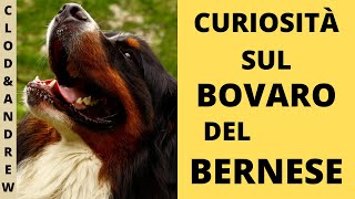 BOVARO DEL BERNESE, IL GIGANTE BUONO