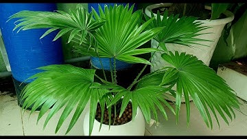 Cách trồng và chăm sóc cây cọ kiểng | How to grow and care for licuala grandis
