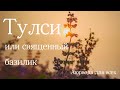 Тулси или священный базилик. Аюрведа для всех.