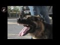 dogs training in palestine