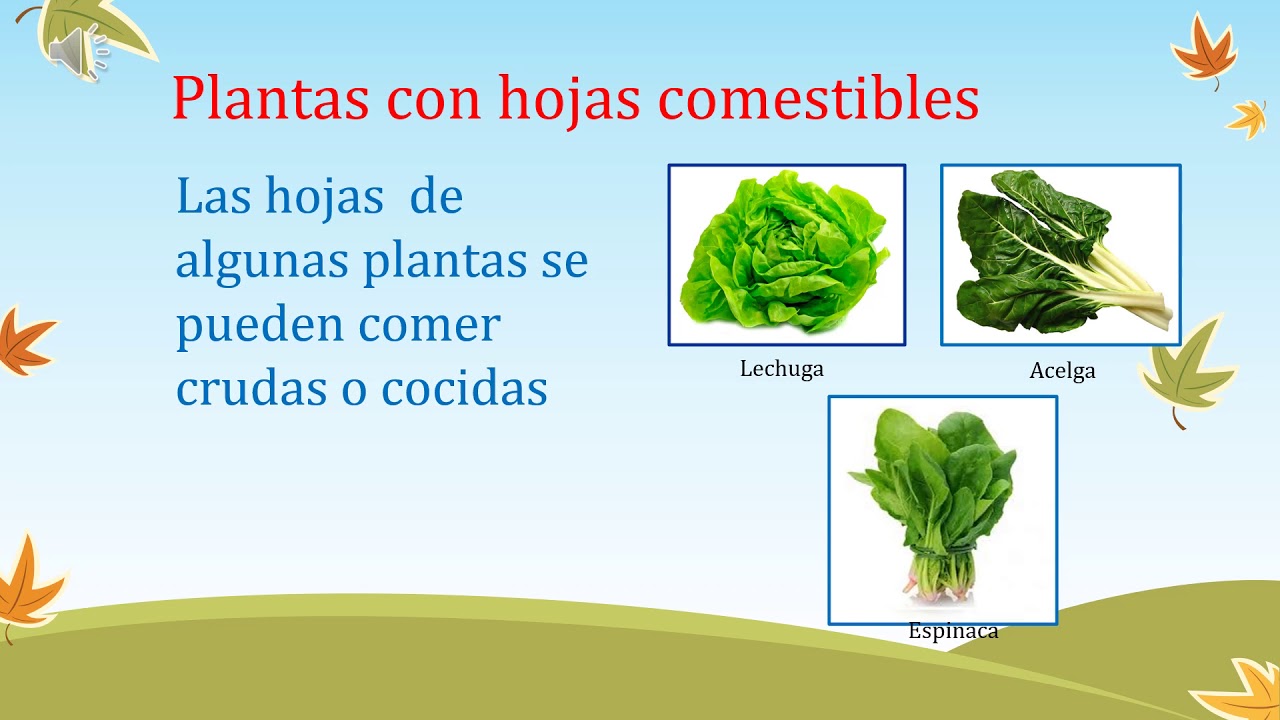 Primero Básico partes comestibles de las plantas YouTube