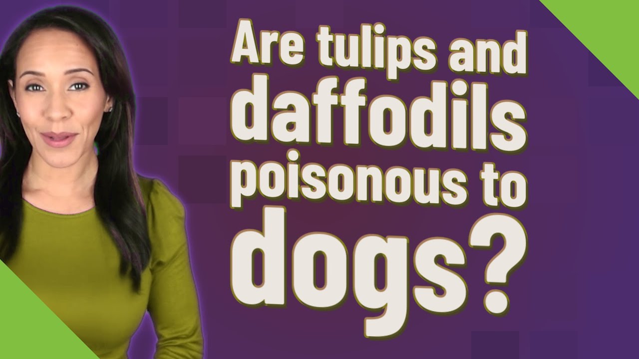 Are Tulips And Daffodils Poisonous To Dogs?