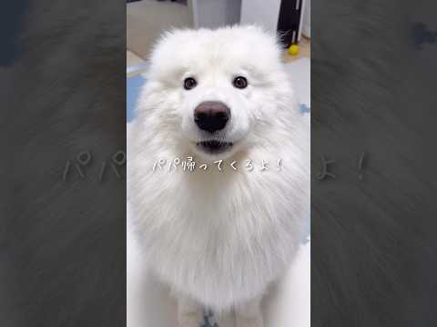 パパ大好きわんこ - YouTube