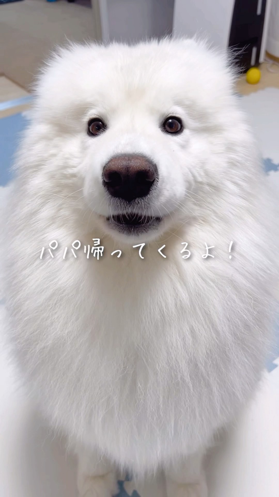 パパ大好きわんこ - YouTube